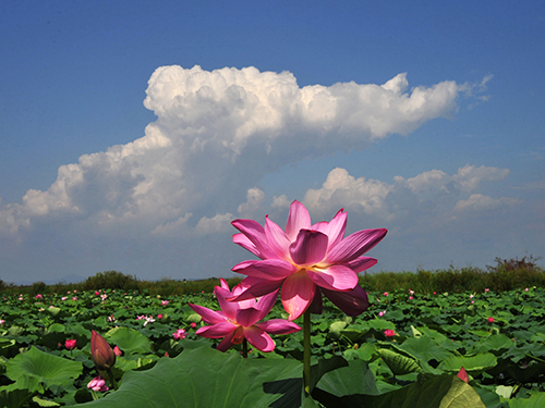 莲花山韵  极乐福地